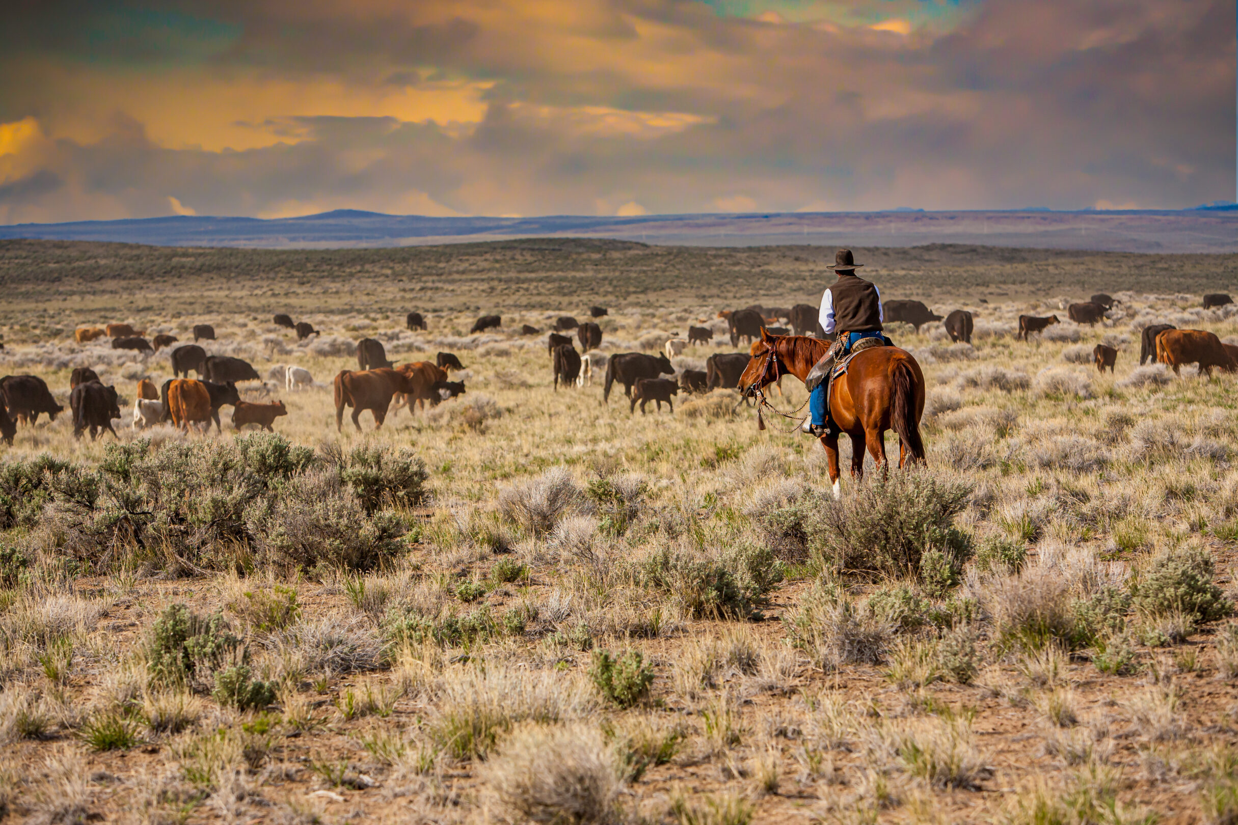 Idaho Cattle Ranch and Free Range Grazing