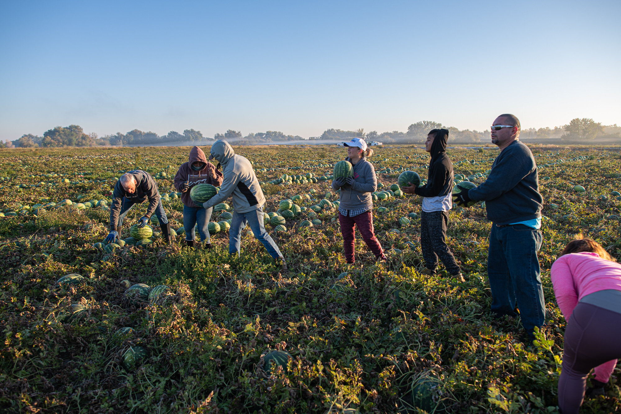 Watermelon field workers in a field