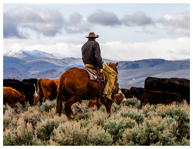 Person on horseback in an open field