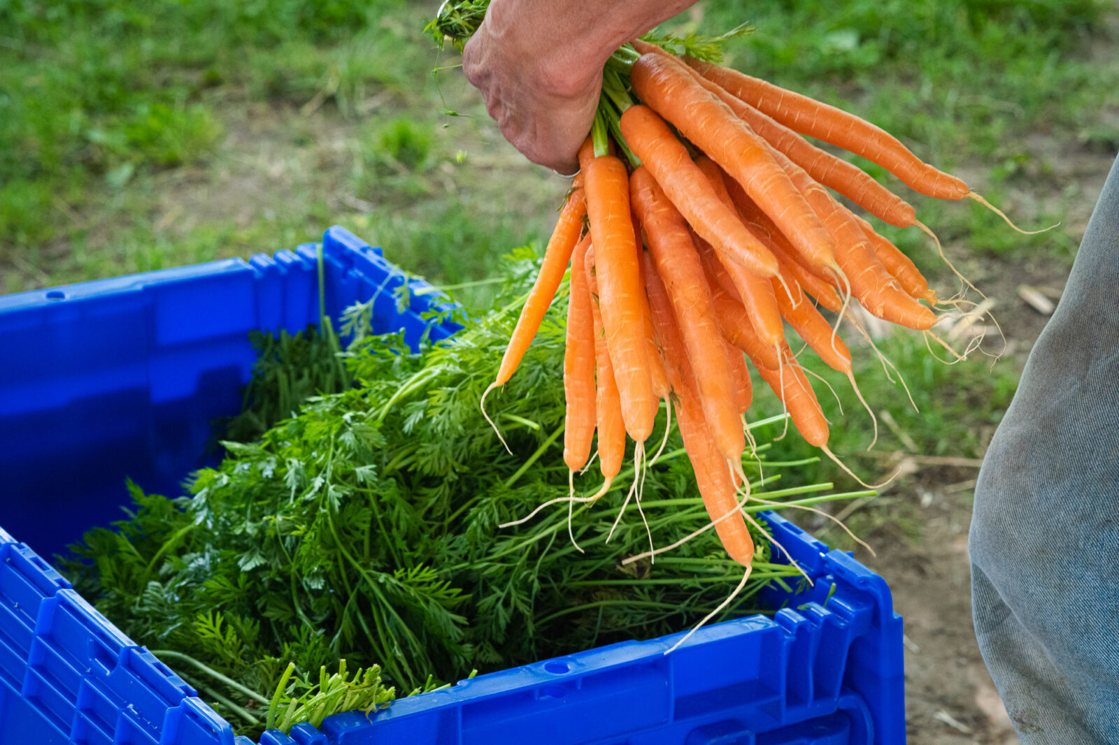 Cloud Eleven Mountain Farm carrots