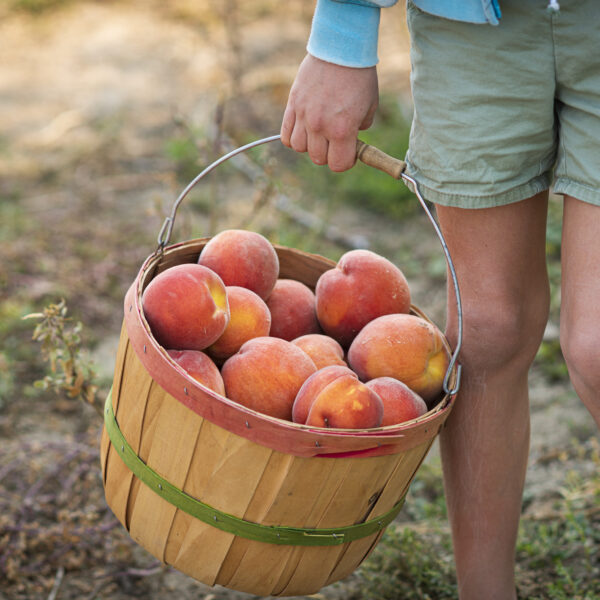 Kelleys Canyon Orchard peaches