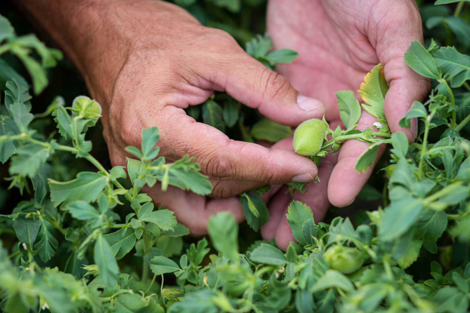 A farmer's hands plucking a Garbanzo Bean from the plant