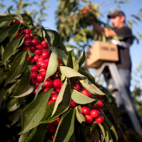 Man on a ladder Picking Cherries
