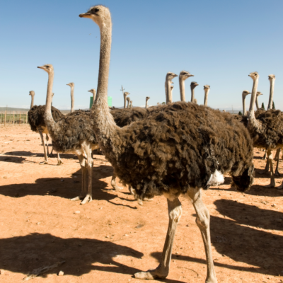 Poultry (Ostrich)