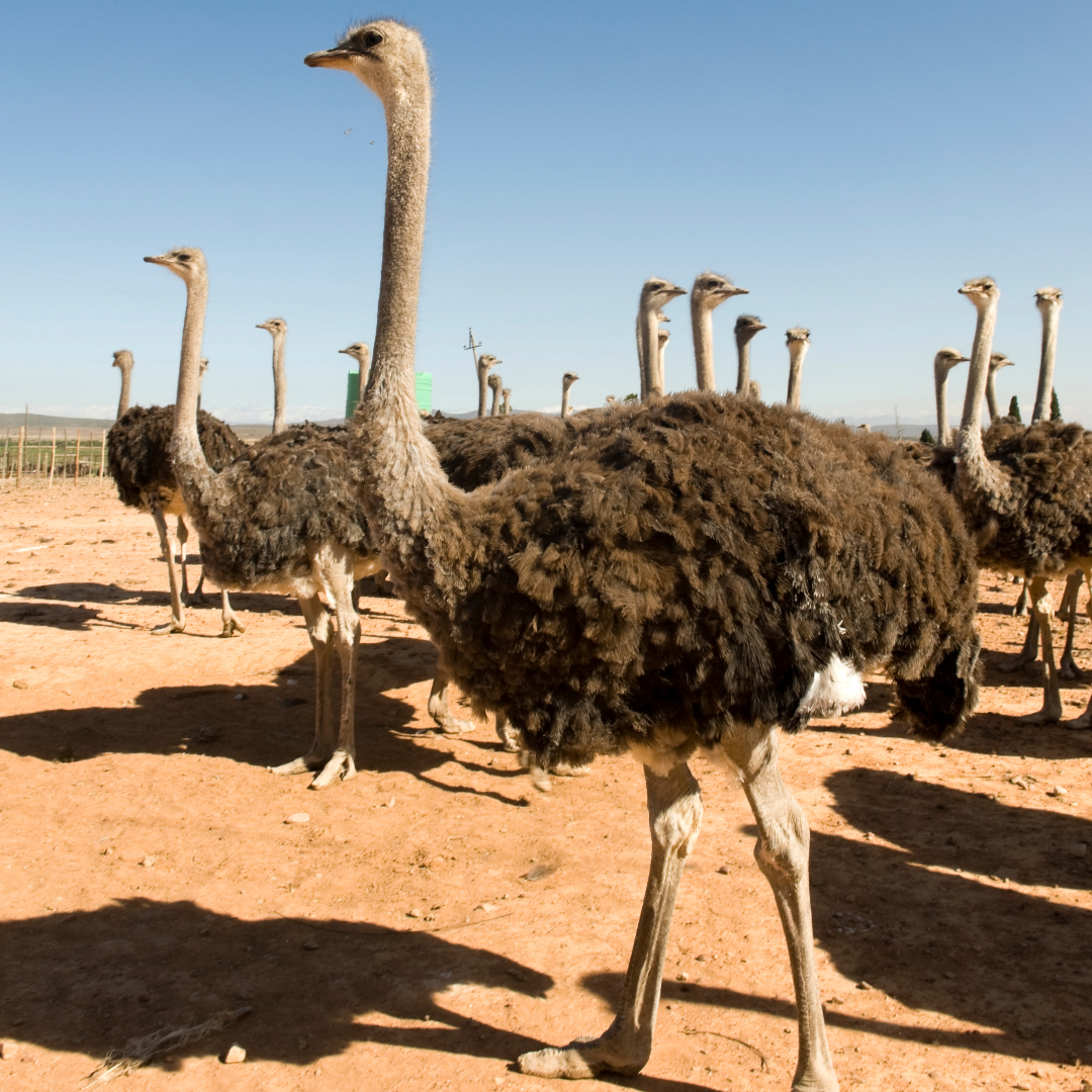 Poultry (Ostrich)