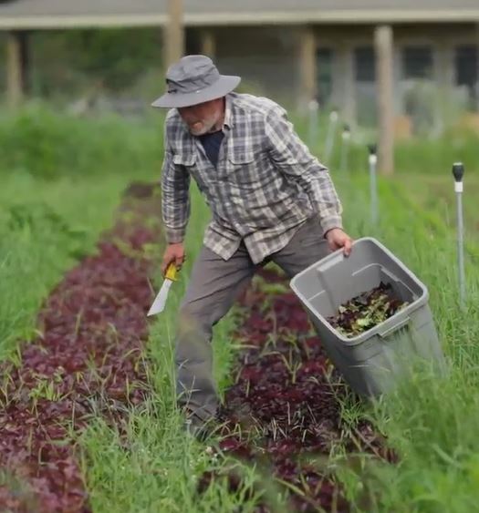 Troy Lock of Pack River Farms harvesting greens from the field for the Pack River CSA in Sandpoint, ID.  