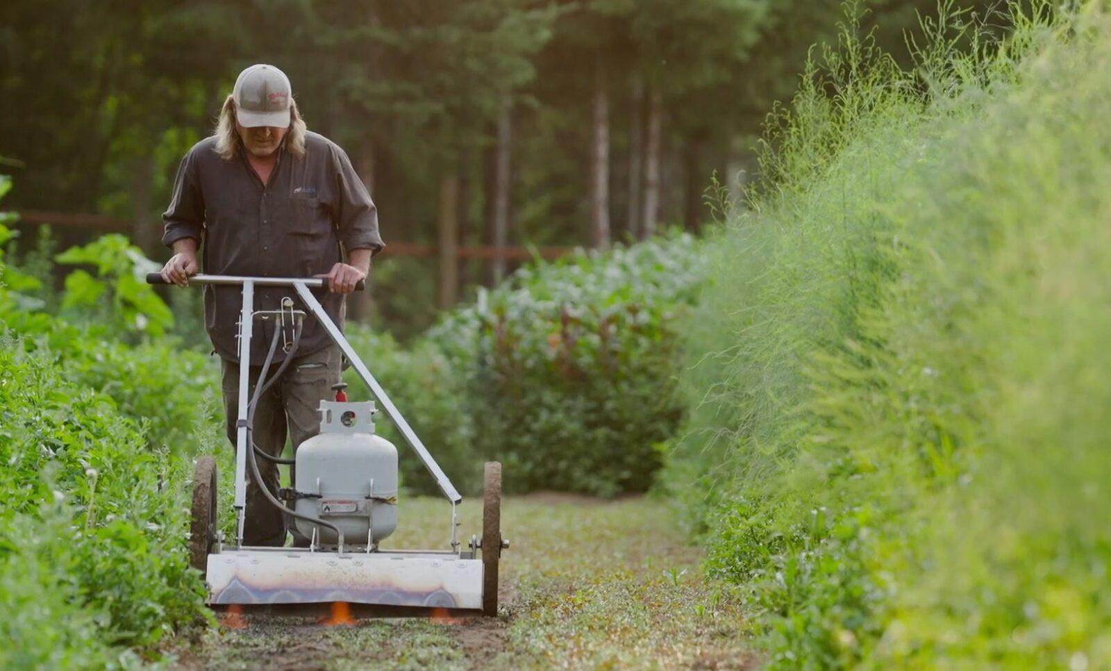Edward Newcomb of Cloud Eleven Mountain Farm, is tending to his crop and bringing life to the soil on his rugged forest farm. 