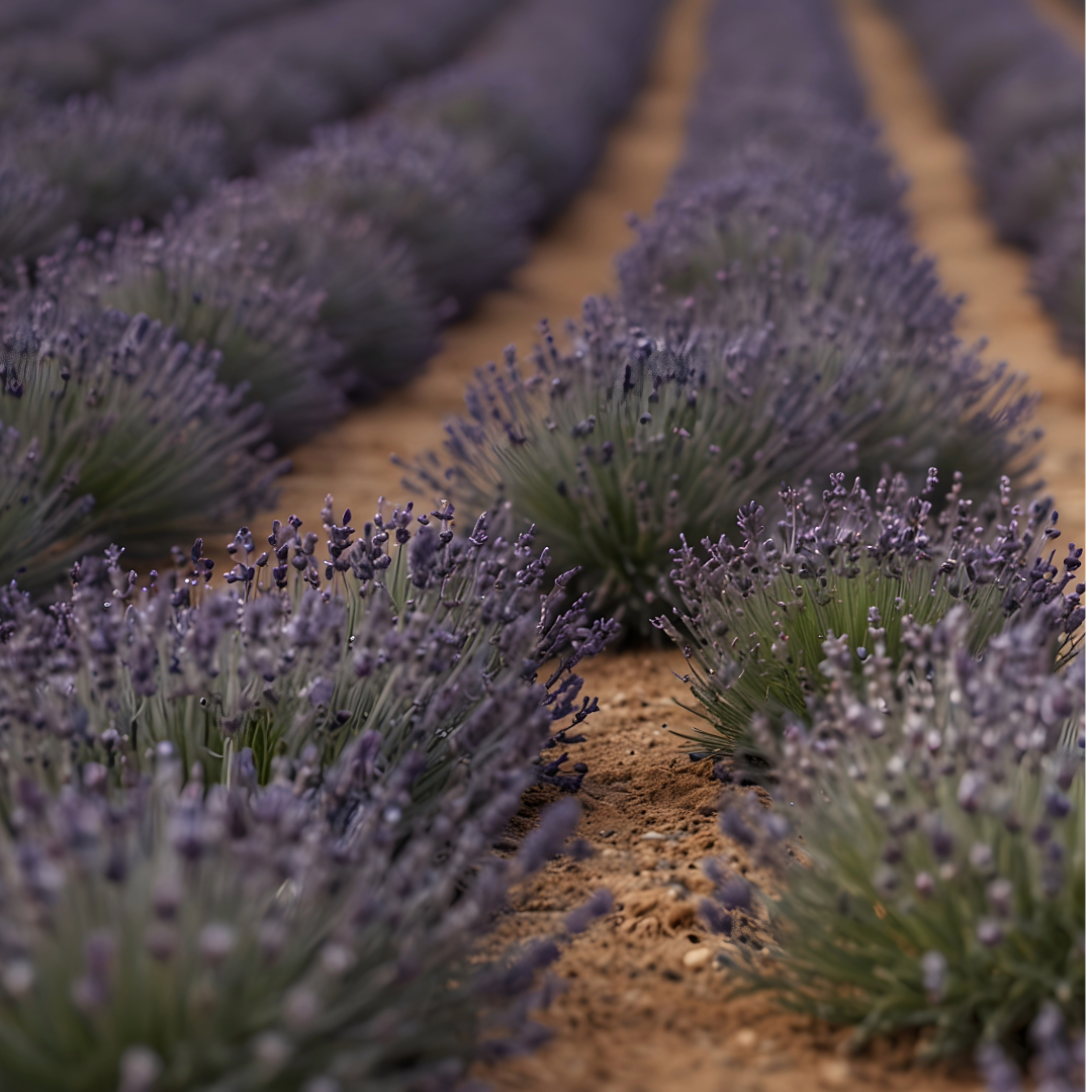 Idaho grown lavender
