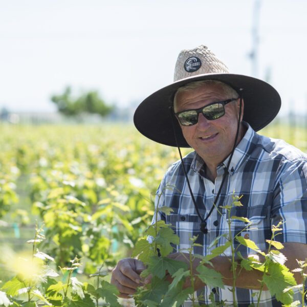 Wine Region- the vineyard