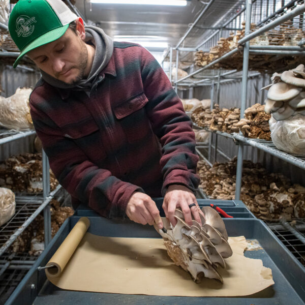 Cutting of Mushrooms