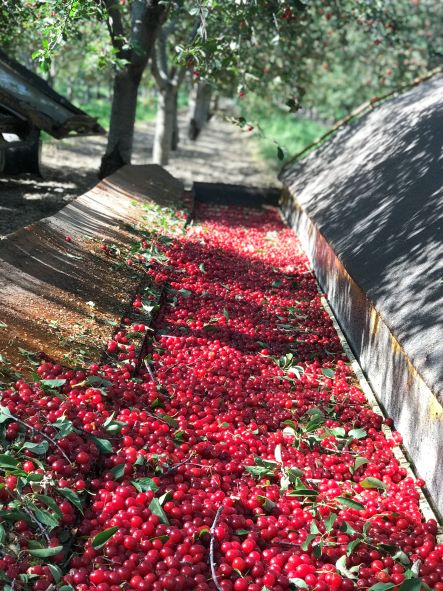 Tart Cherry Harvest