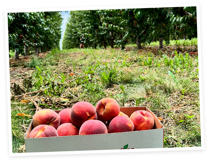 box of peaches