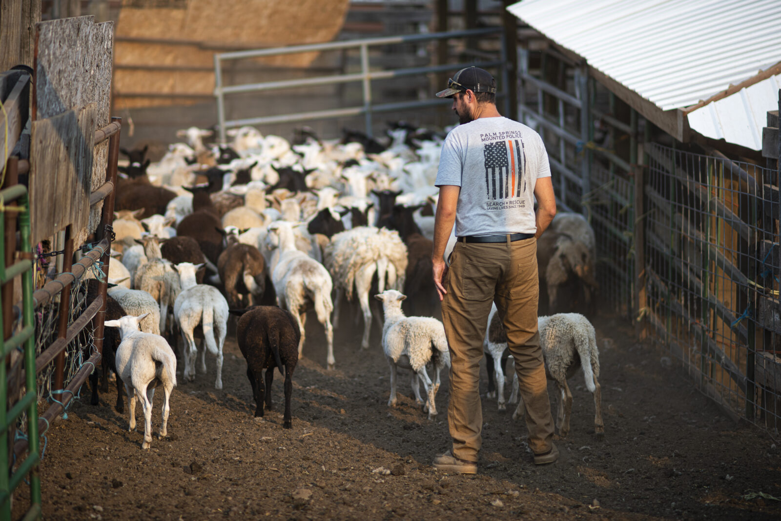 Person herding sheep